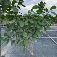 Clusia Guttifera Tree Form, Fast Growing Tree