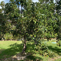 Choquette Avocado Fruit Tree, Persea Americana