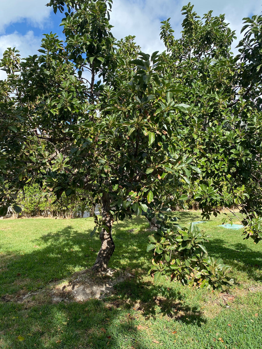 Choquette Avocado Fruit Tree, Persea Americana