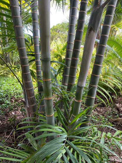 Cabada Palm, Exotic and Rare