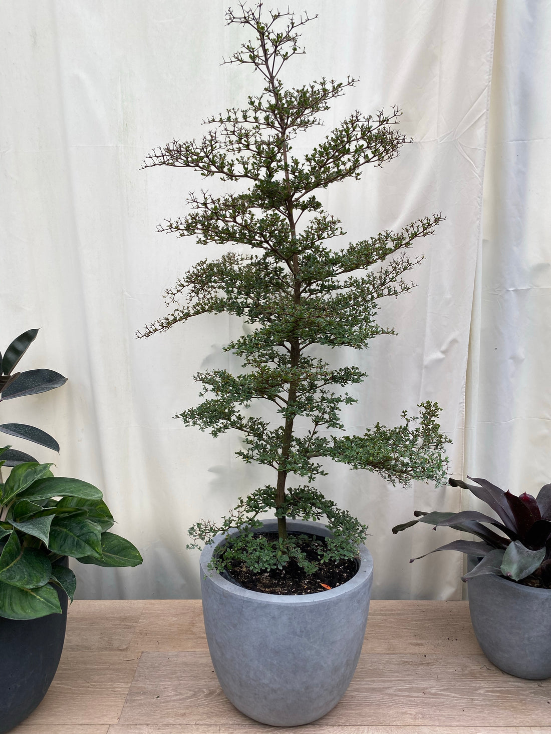 Bucida Spinosa, Spiny Black Olive