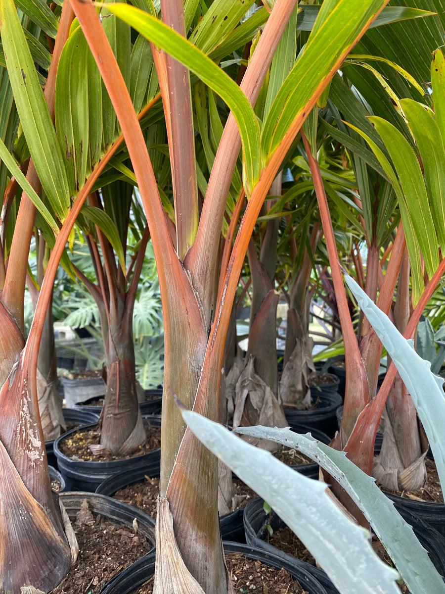Bottle Palm, Hyophorbe lagenicaulis
