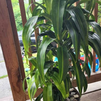 Dracaena Hawaiian Sunshine, Live Plant Indoor Air Purifier