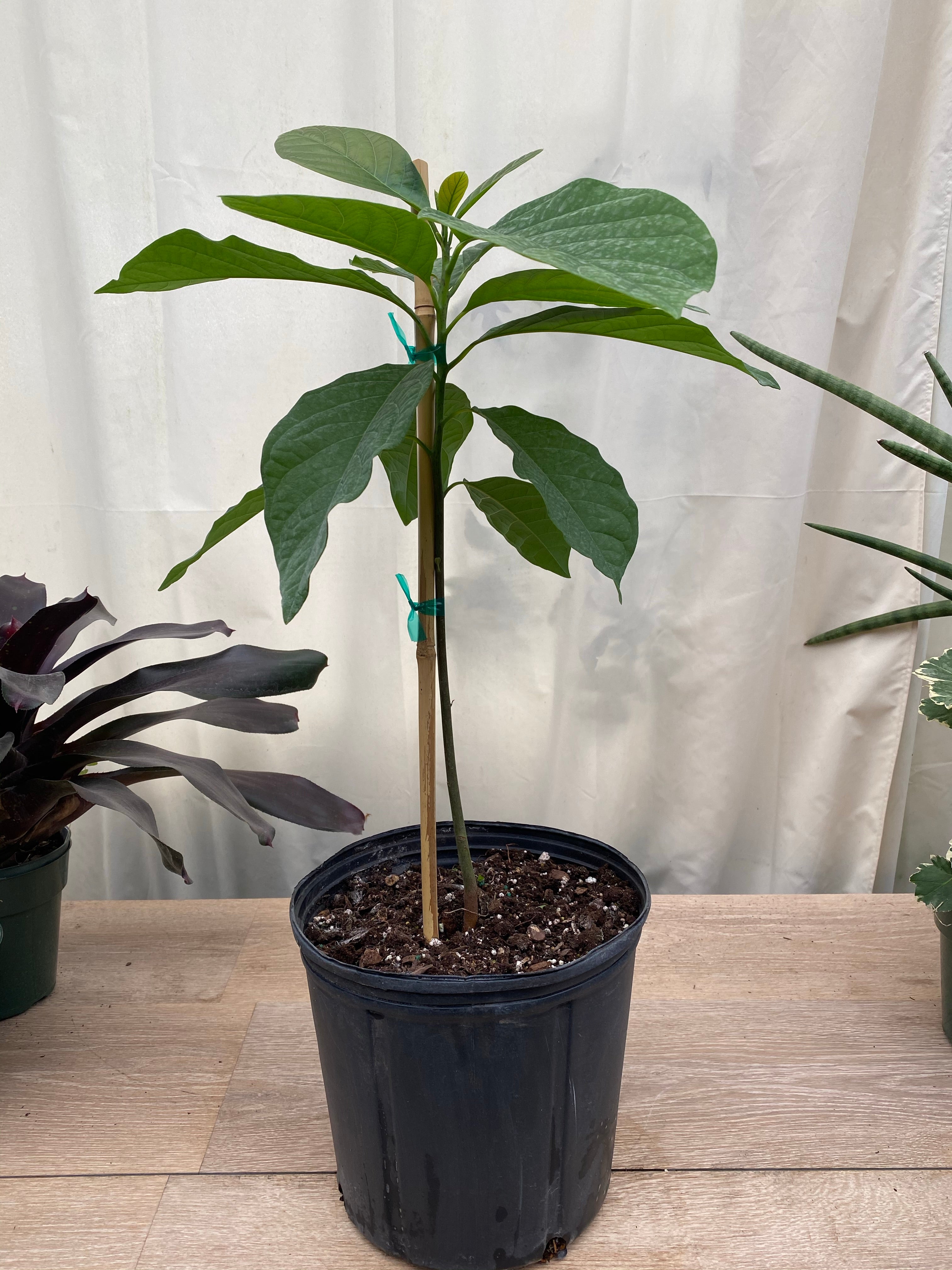 Grafted Avocado 2024 (Persea Americana) Wilson ponepoe live fruit tree. (10in to 2 ft)