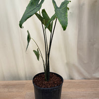 Alocasia Zebrina Reticulata, Collector Exotic Live Tropical Plant