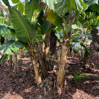 Musa Basjoo Cold Hardy Banana Fruit Tree
