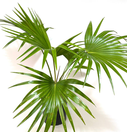 Chinese Fan Palm, Fountain Palm