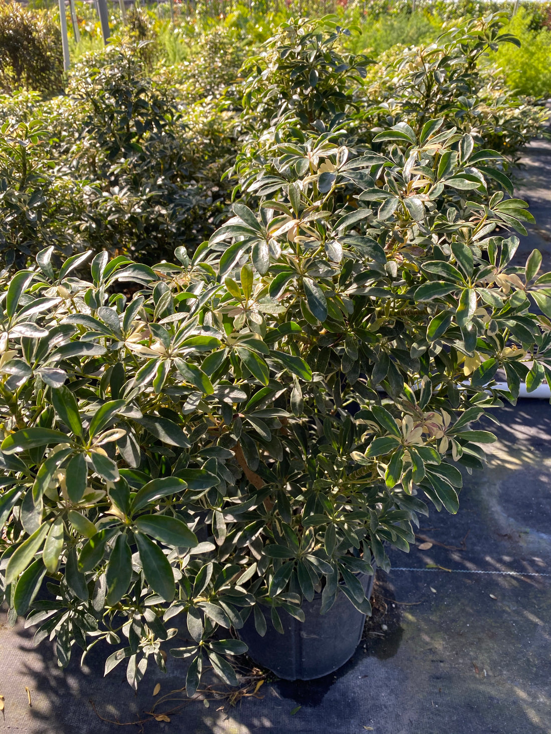 Dwarf Umbrella Tree, Schefflera Arboricola Compacta