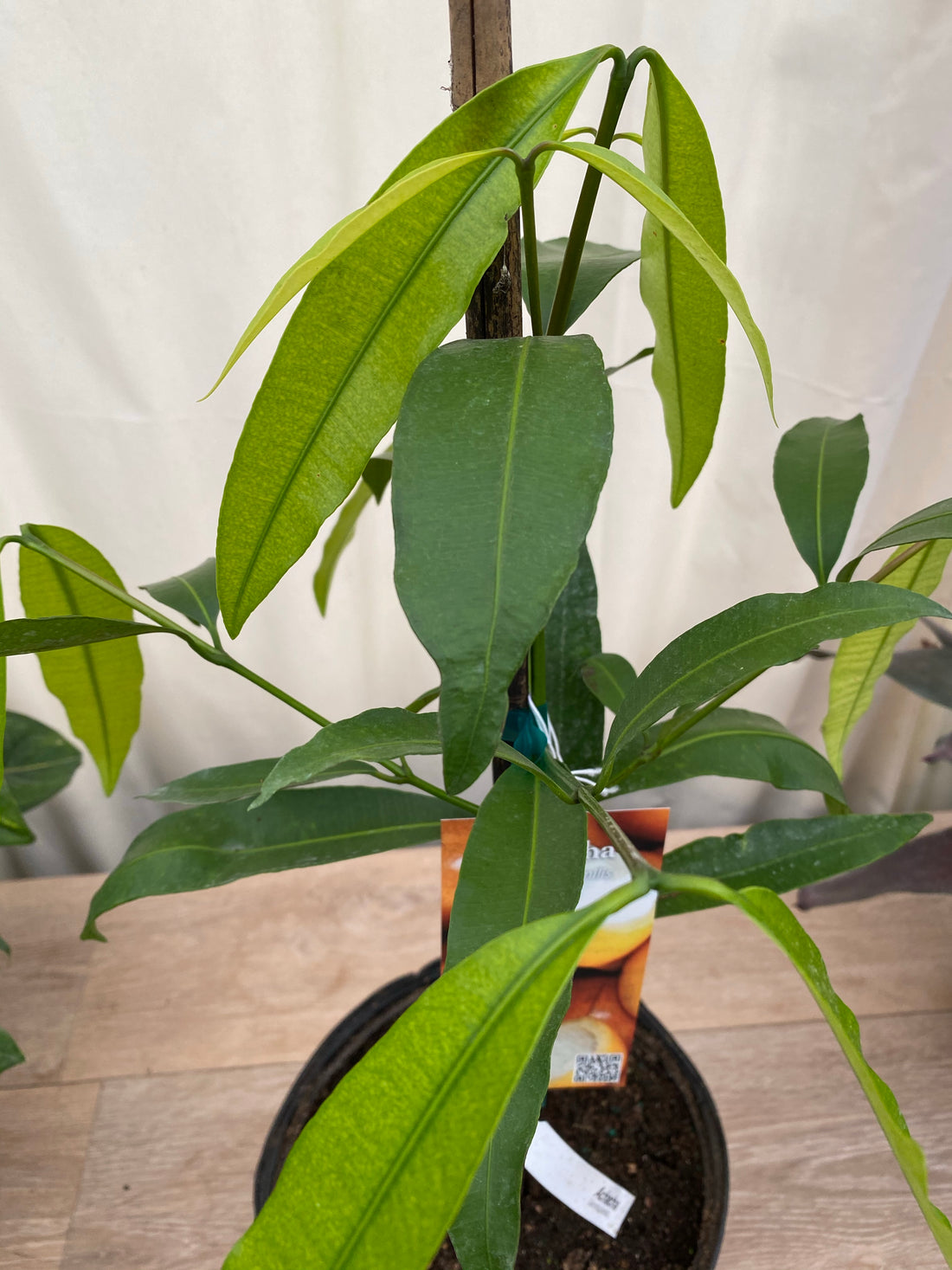 Achacha Fruit Tree, Garcinia humilis