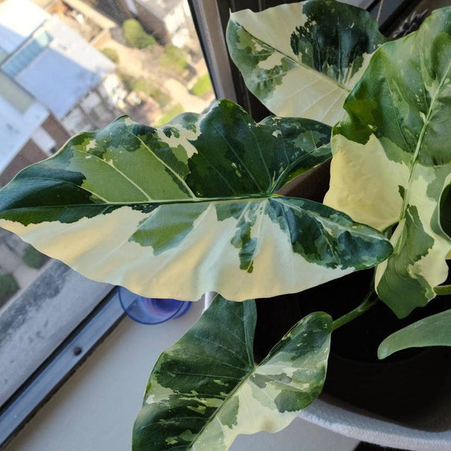 Alocasia Macrorrhiza Variegata, Collectors Rare And Exotic.