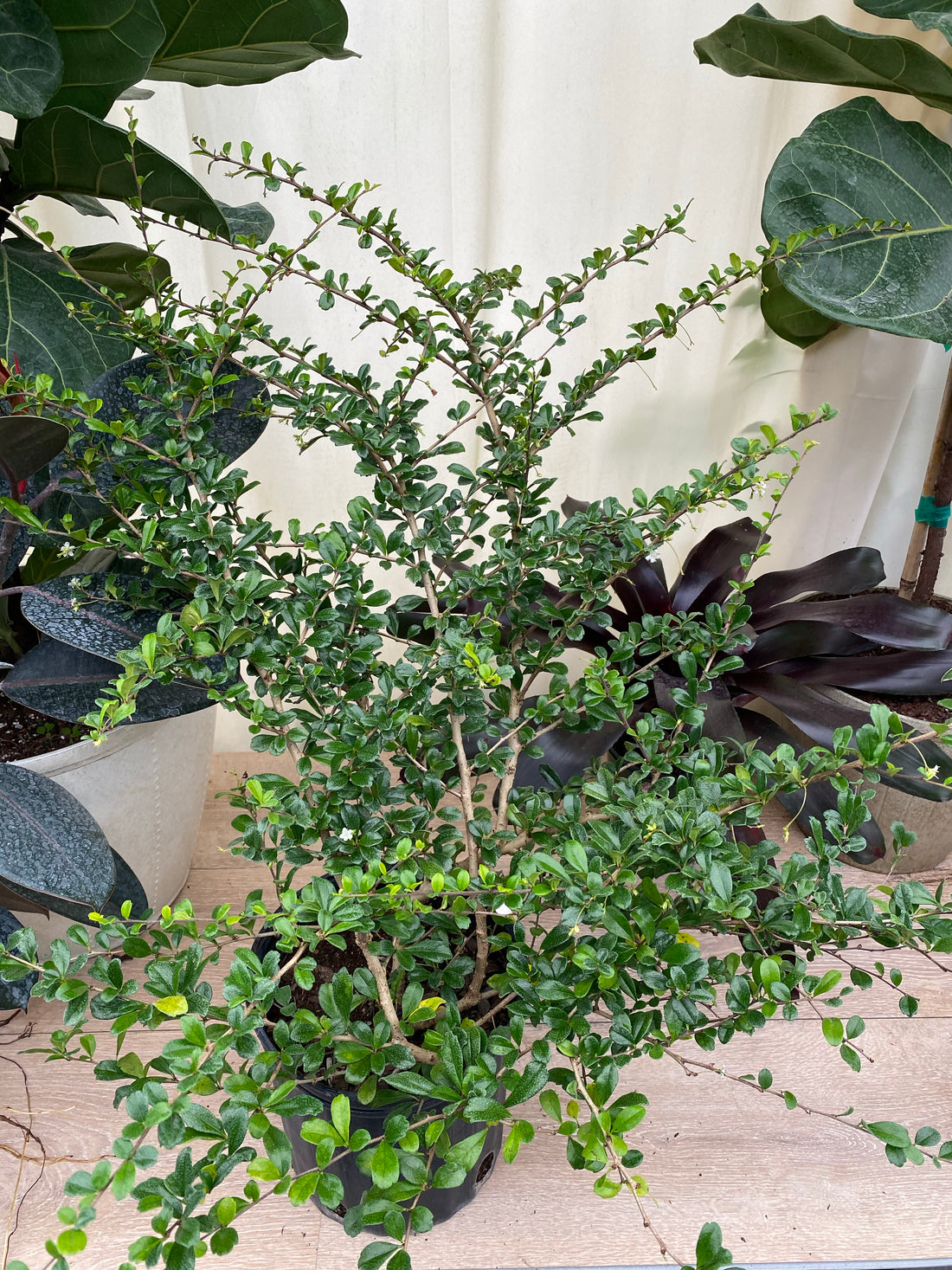 Serissa Foetida Japonica