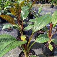 Musa Ensete Maurelii Red Abyssinian