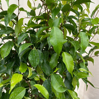 Braided Ficus Benjamina Tree, Weeping Fig