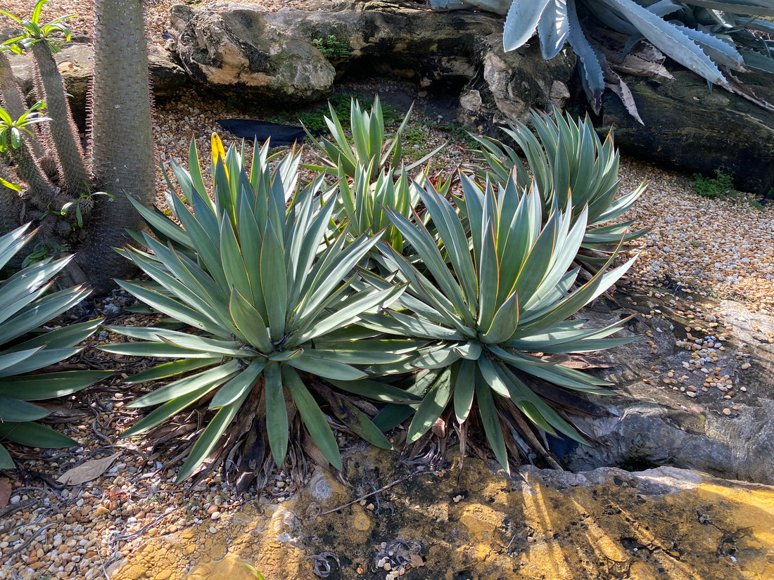 Agave Blue Glow