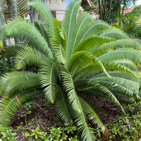 Dioon Spinulosum, Mexican Cycad, Gum Exotic Palm