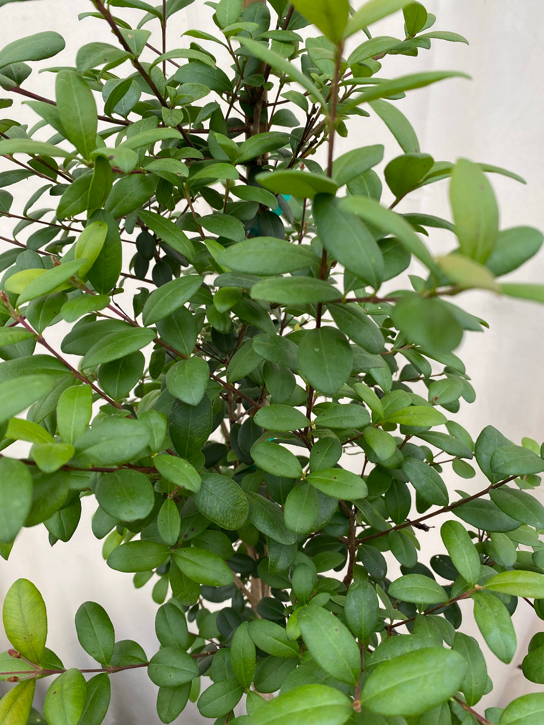 Simpson Stopper Bush, Myrcianthes fragrans