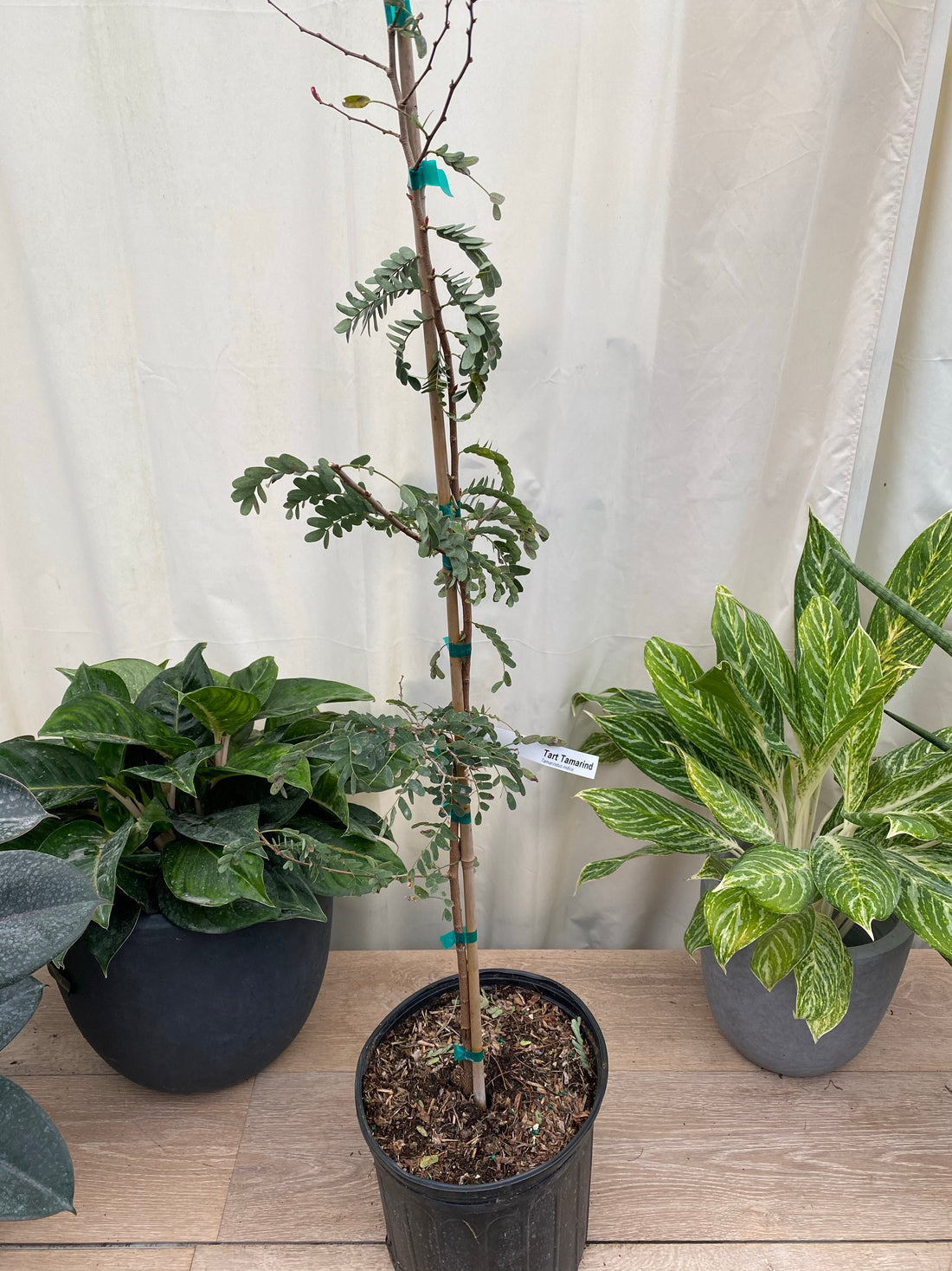 Tart Tamarind Fruit Tree, Tamarindus indica