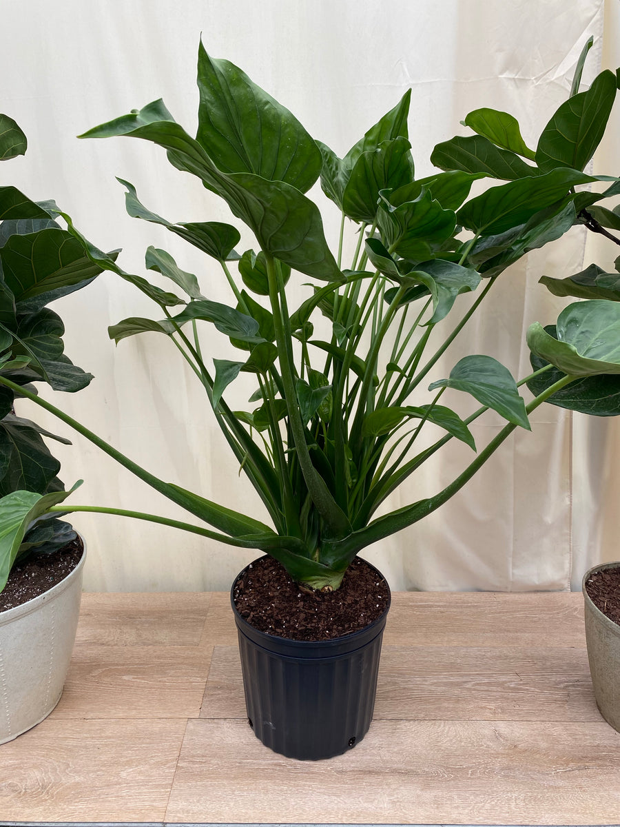Alocasia cucullata Elephant Ear, Chinese Taro