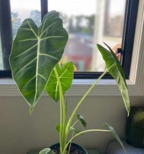 Alocasia Frydek, Green Velvet Elephant Ear Plant