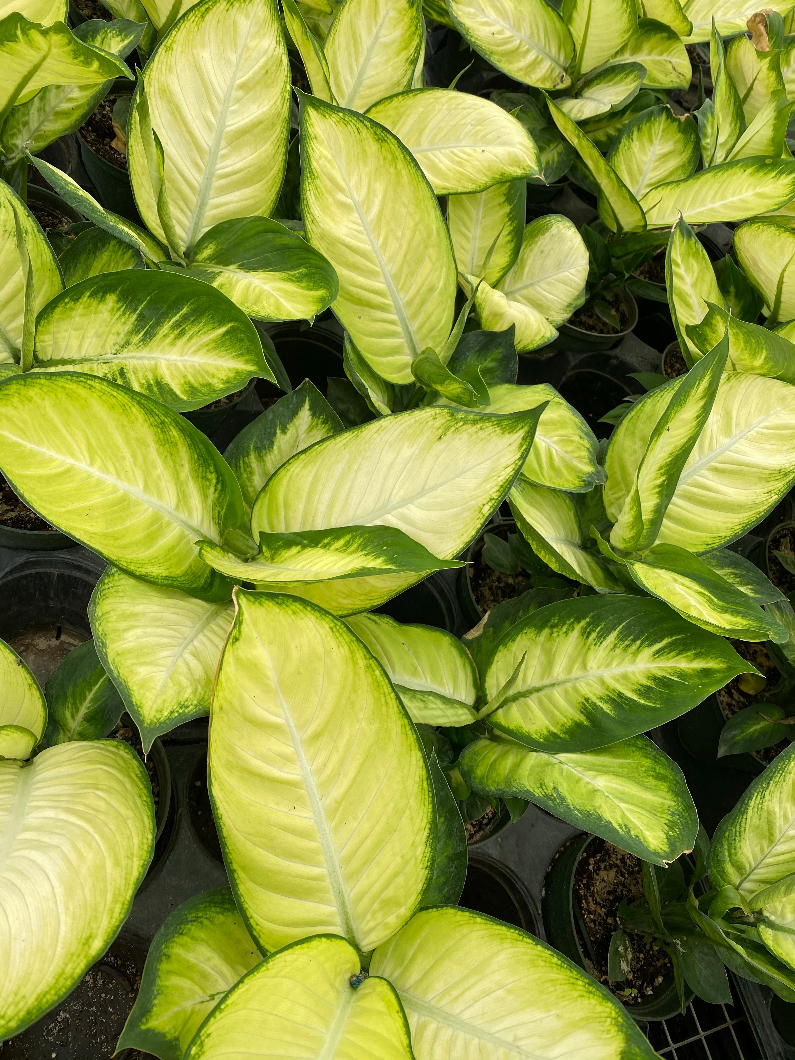 dieffenbachia crown Dieffenbachia Tropic Marianne