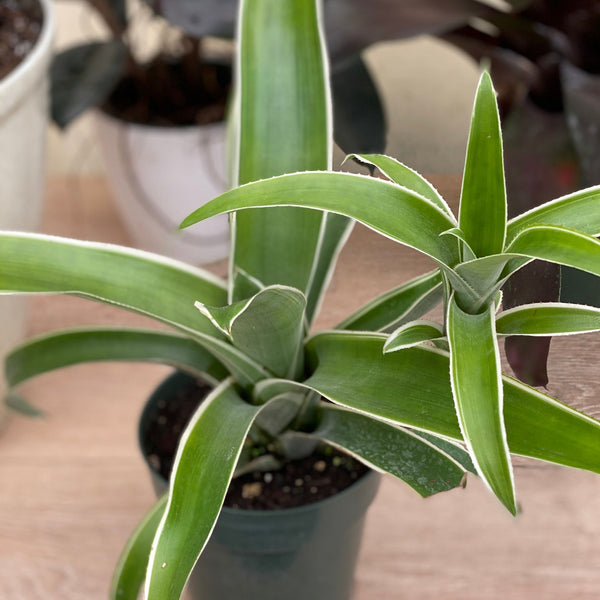 Buy Bromeliad, Aechmea Green White Edges | Eureka Farms