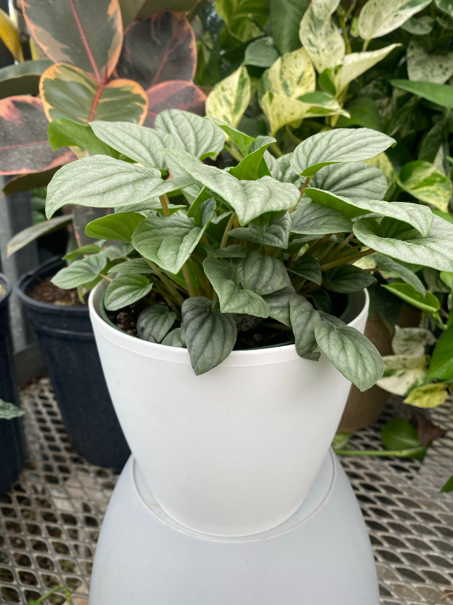 A potted Peperomia Frost featuring distinctive shimmery, silver-green heart-shaped leaves with dark green veins.