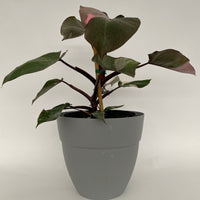 Philodendron Pink Princess in Trellis, Philodendron Erubescens Exotic Plants