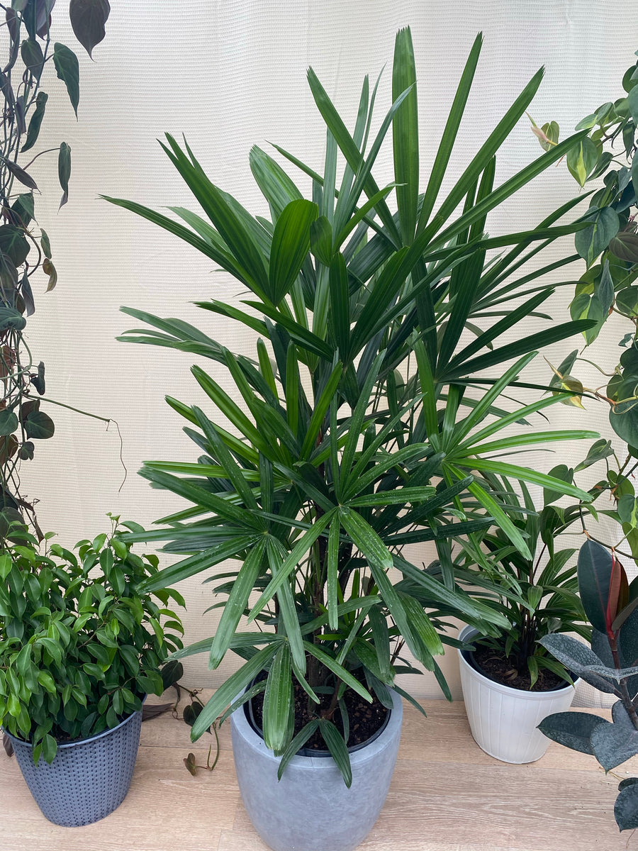 Lady Palm, Rhapis Excelsa, Indoor Queen Palm
