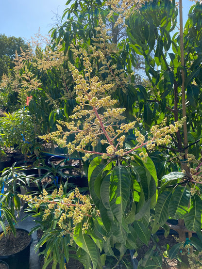 Young Kent Mango (Mangifera indica) fruit tree in a nursery pot.