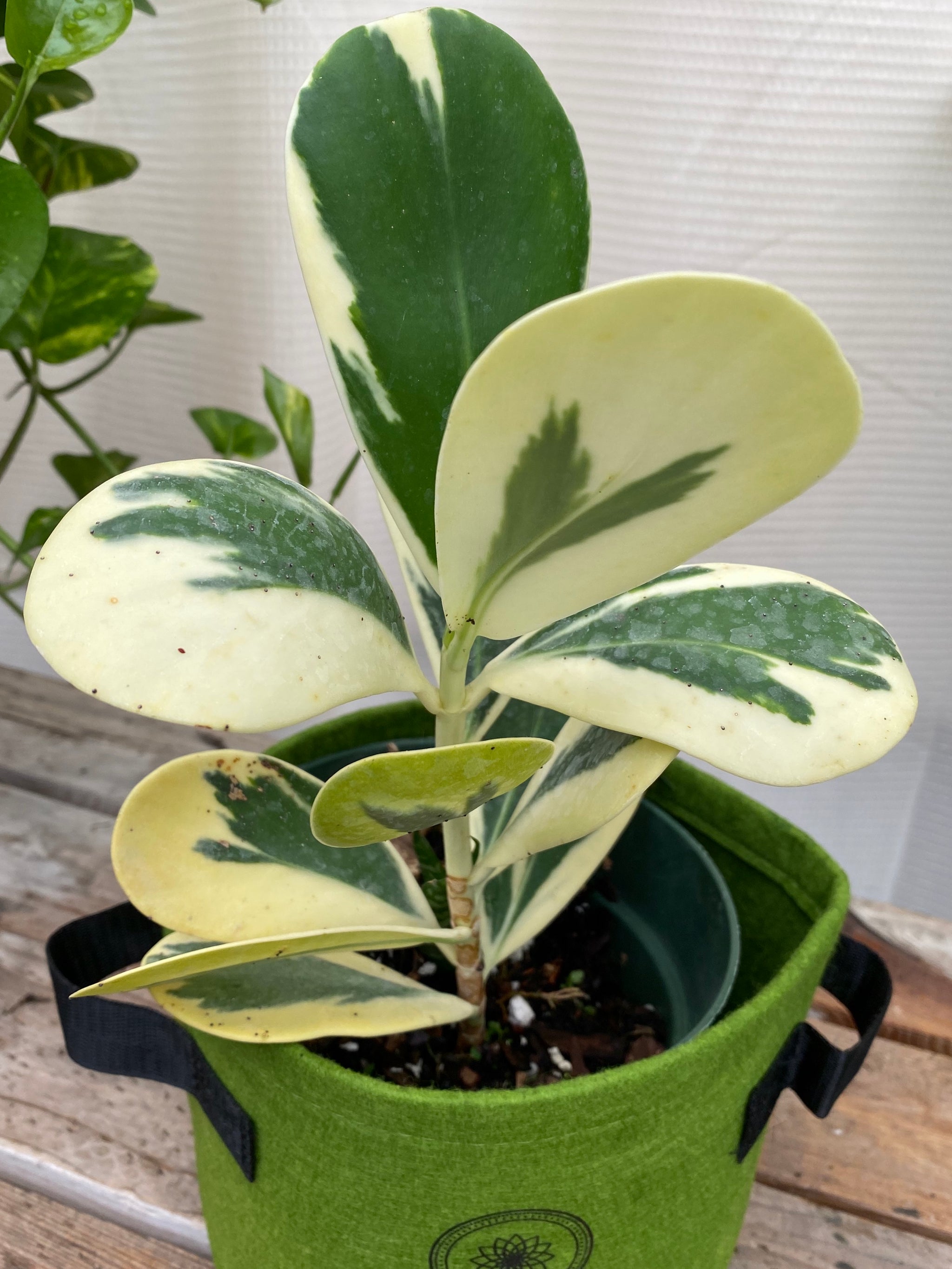 Clusia Guttifera Bush, Variegata Best Privacy Hedge Tree – Eureka Farms