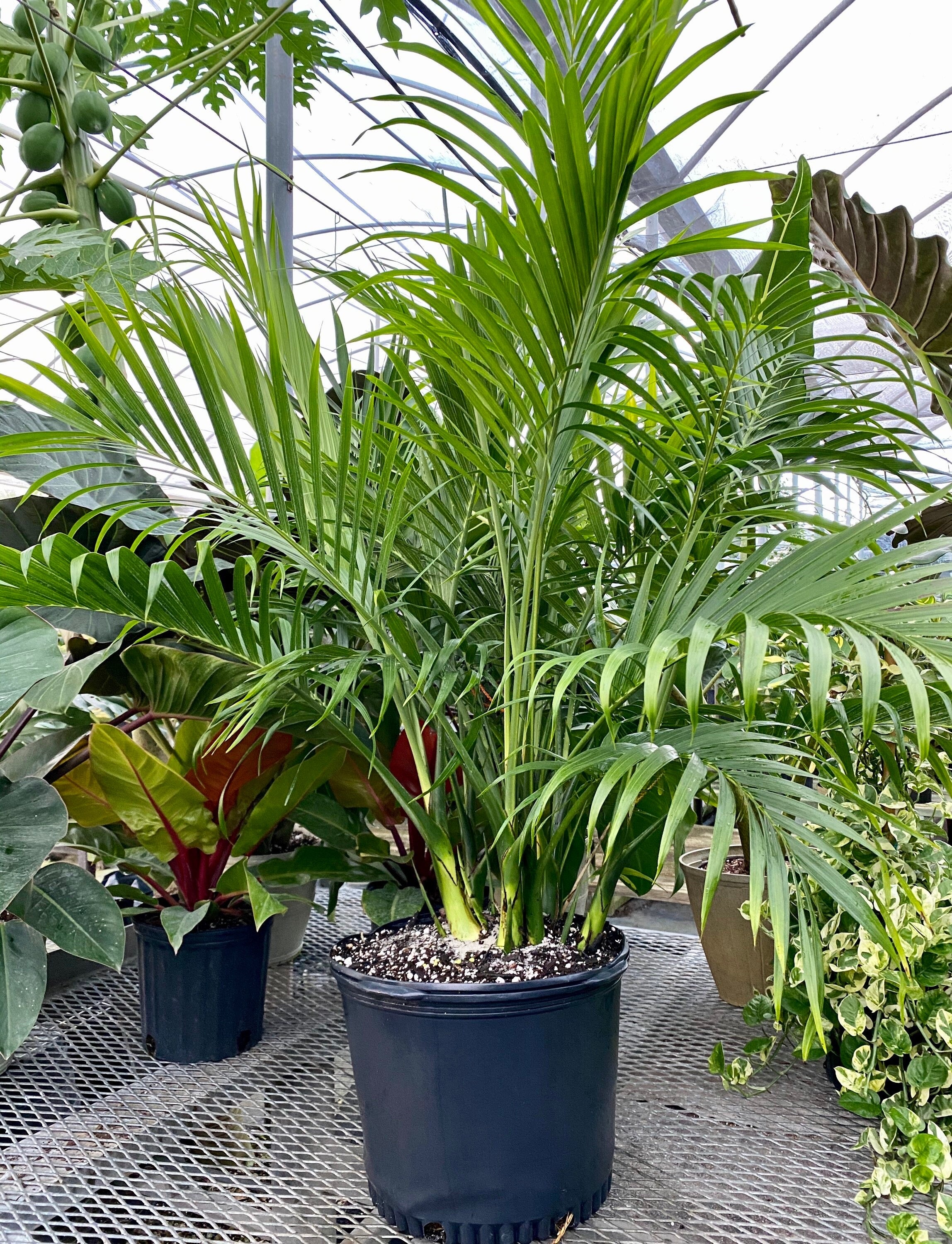 Cat Palm, Live Tropical Plant Indoor single outside
