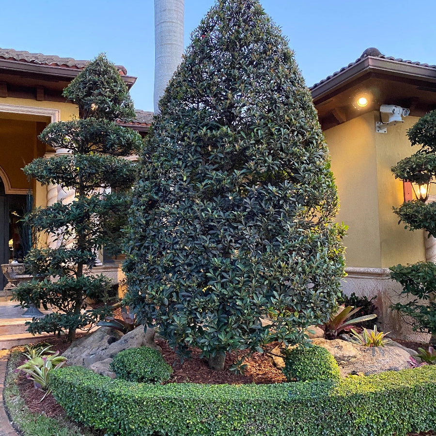 Blueberry Sample Tree Japanese Blueberry Tree, Elaeocarpus Decipiens#N#– Eureka Farms