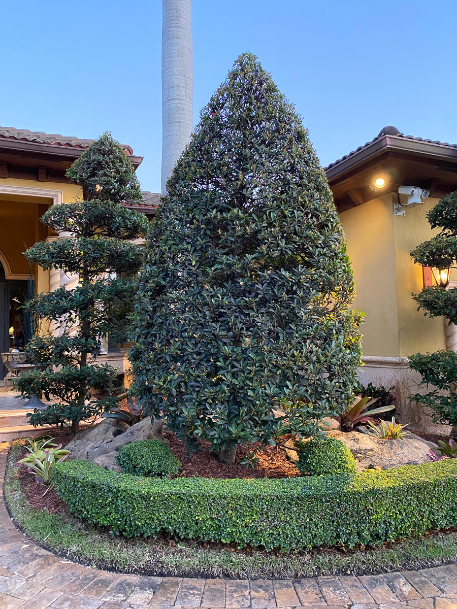Japanese Blueberry Tree, Elaeocarpus Decipiens