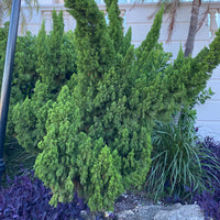 Hollywood Juniper Juniperus Chinensis Torulosa