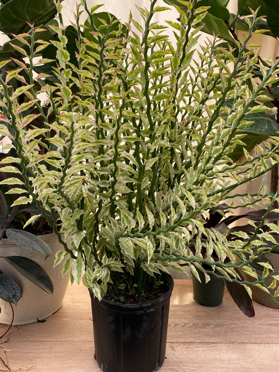 Euphorbia Curly Devil&