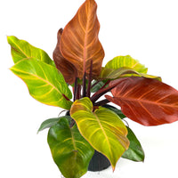 Philodendron McColley Finale