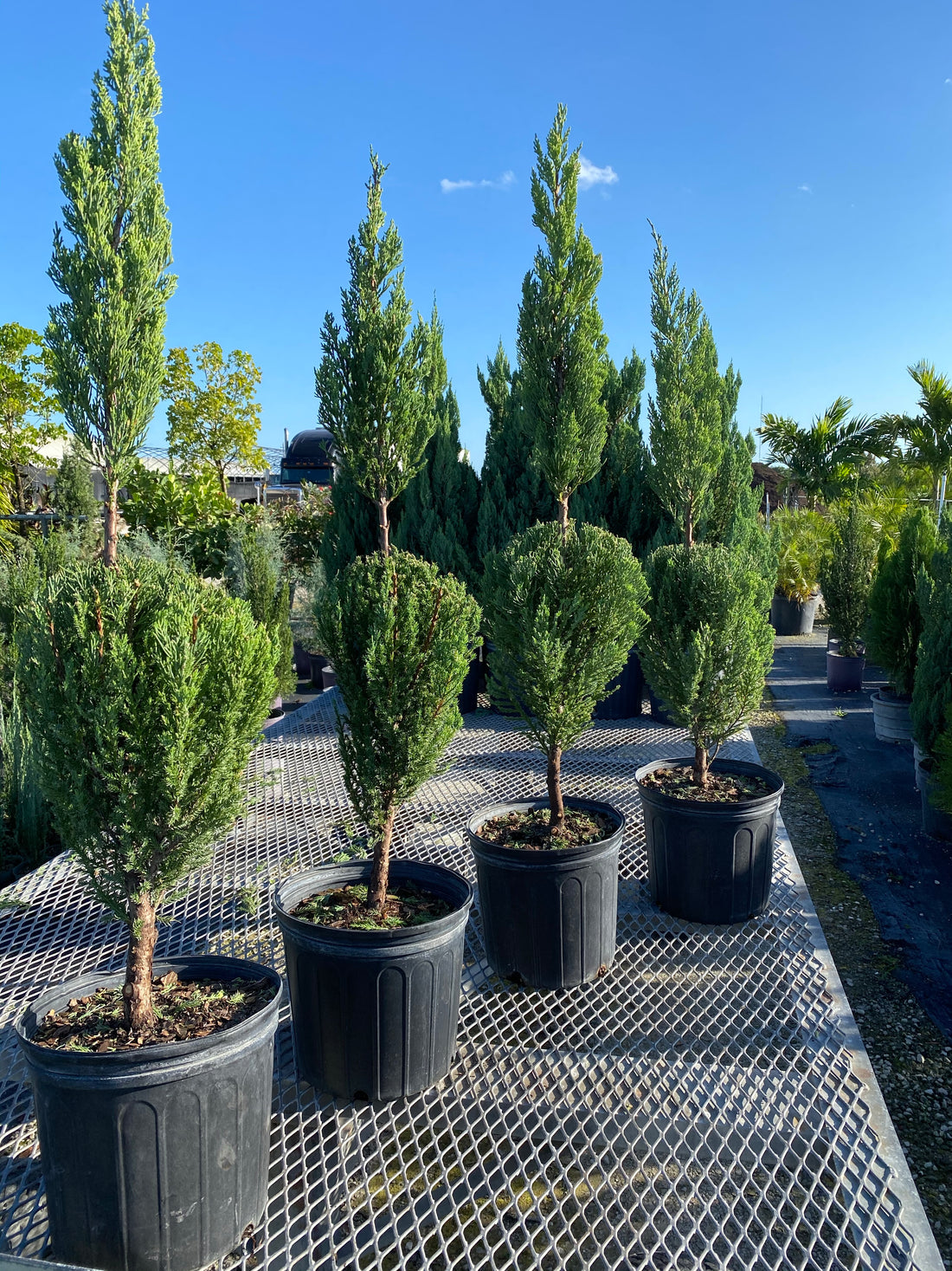 Topiary Classic Form Blue Point Juniper