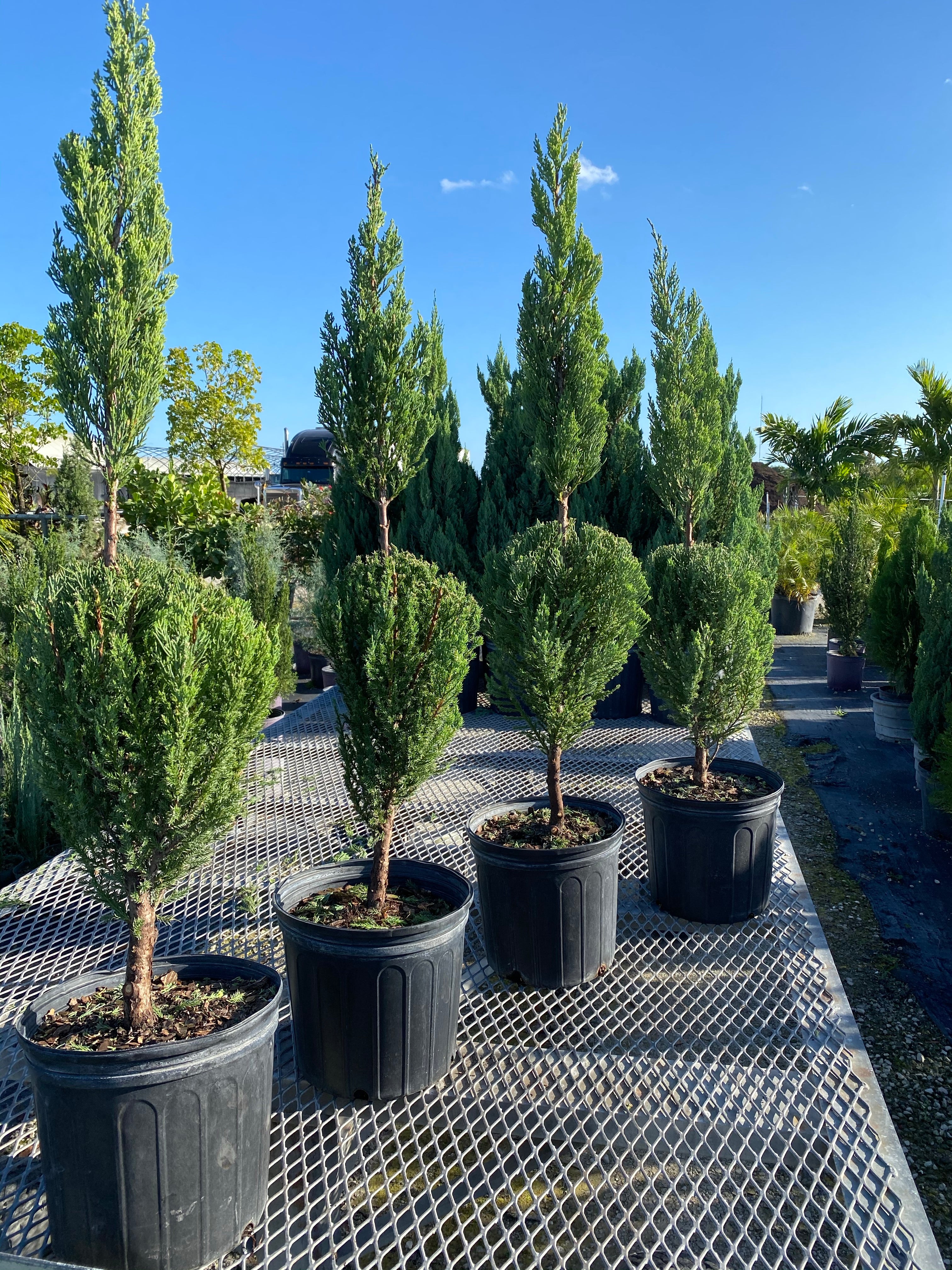 Topiary Trees, Classic Form Blue Point Juniper