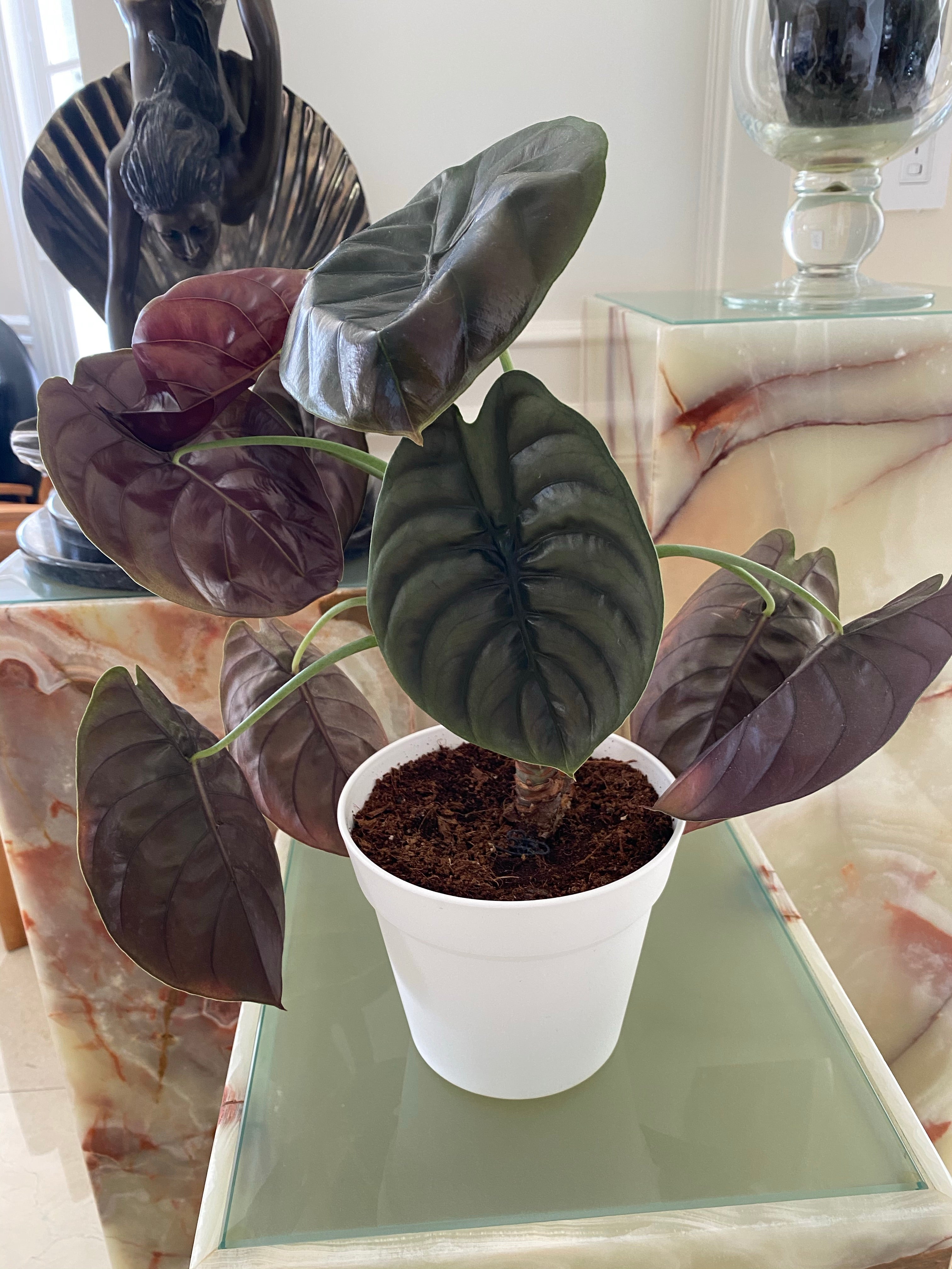 Buy Our Alocasia Cuprea Red Secret | Eureka Farms
