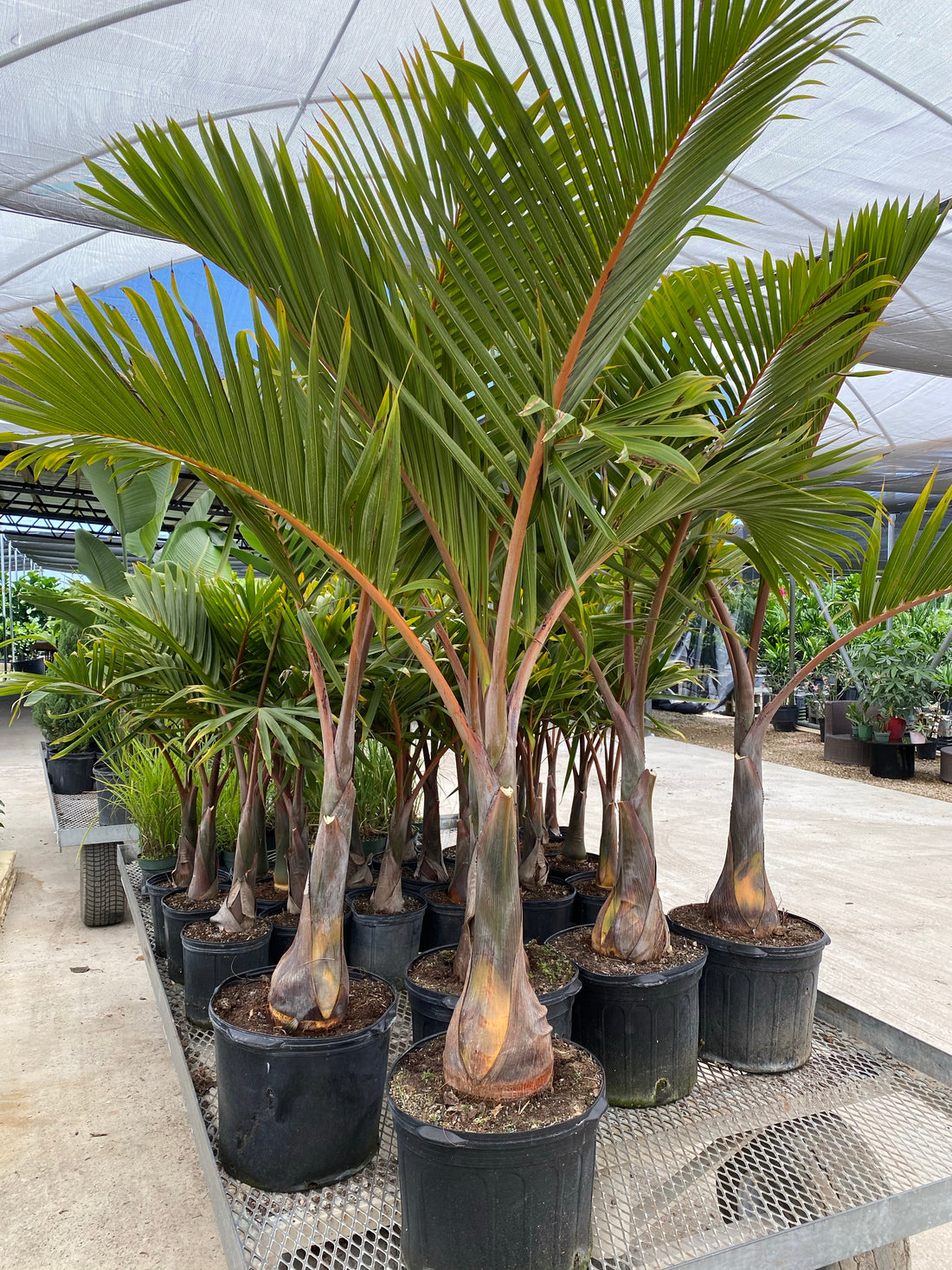 Cuban Bottle Palm, Colpothrinax wrightii, Palma Barrigona