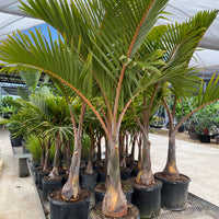 Cuban Bottle Palm, Colpothrinax wrightii
