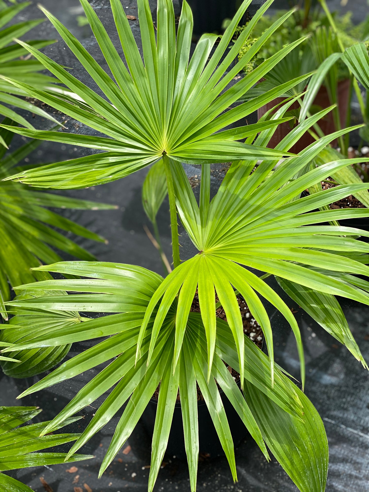 chinese fan palm plant Buy Chinese Fan Palm, Fountain Palm
