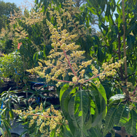 Alphonso Mango Fruit Tree, Mangifera indica