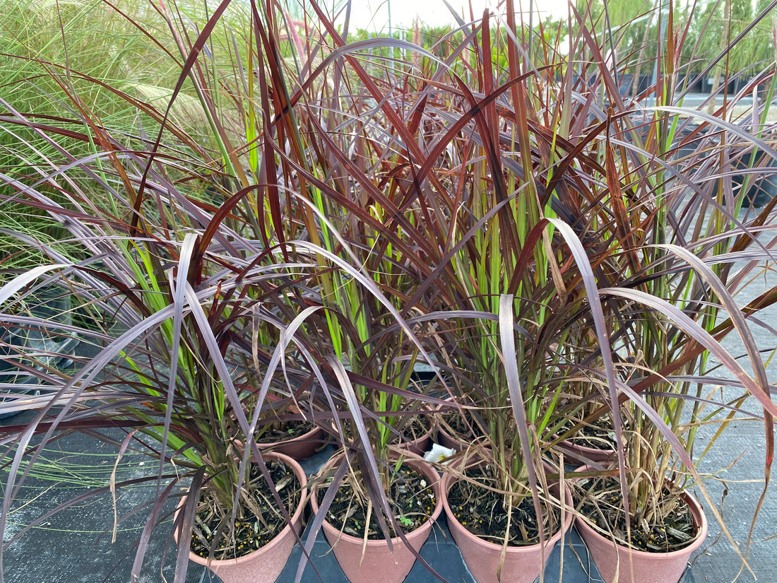 Red Fountain Grass