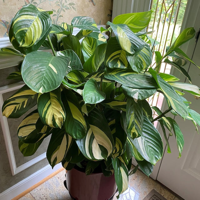 Ctenanthe Lubbersiana, Live Indoor Plant