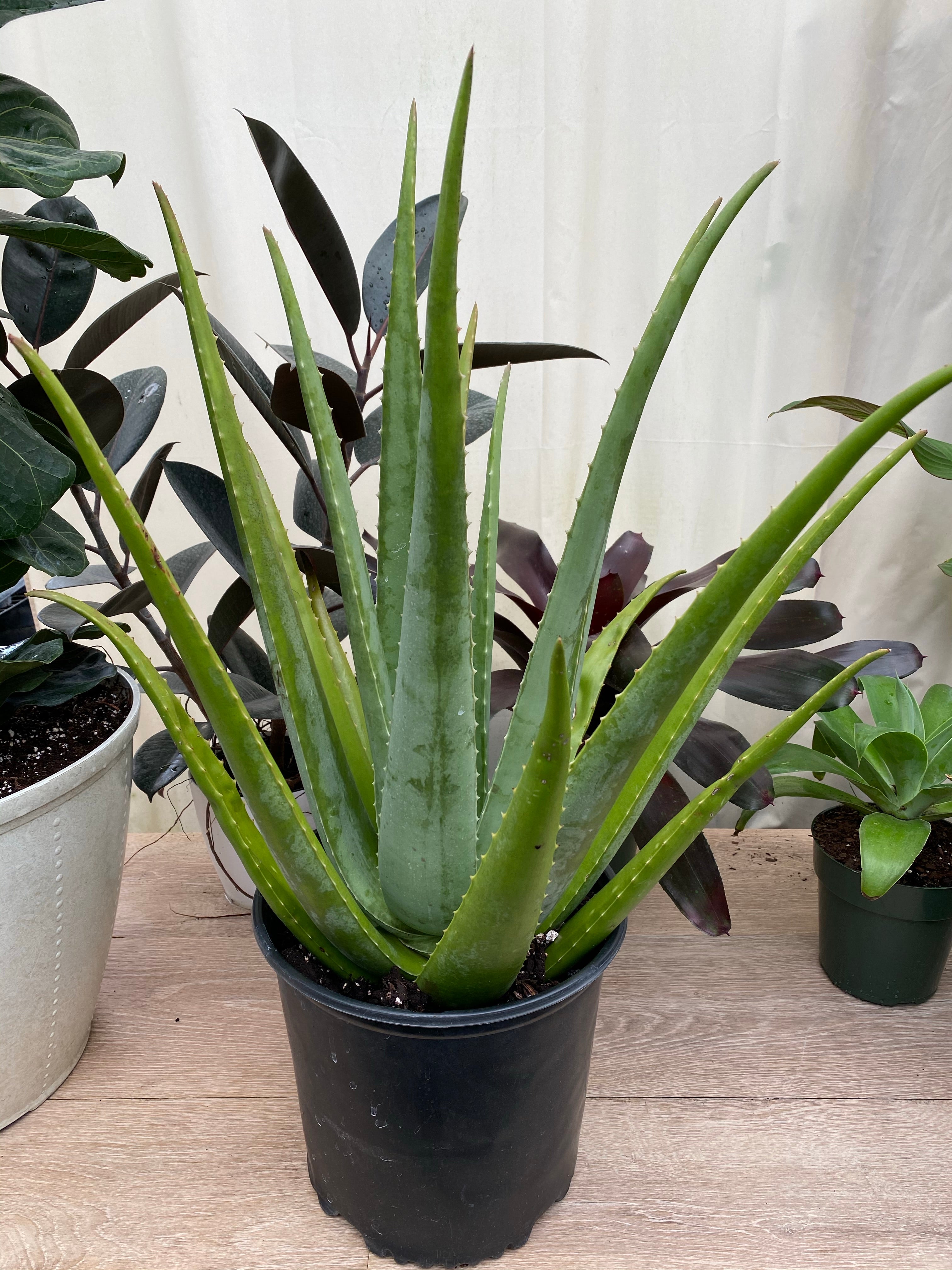 Cactus Aloe Vera Plant – Eureka Farms