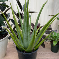 Cactus Aloe Vera Plant
