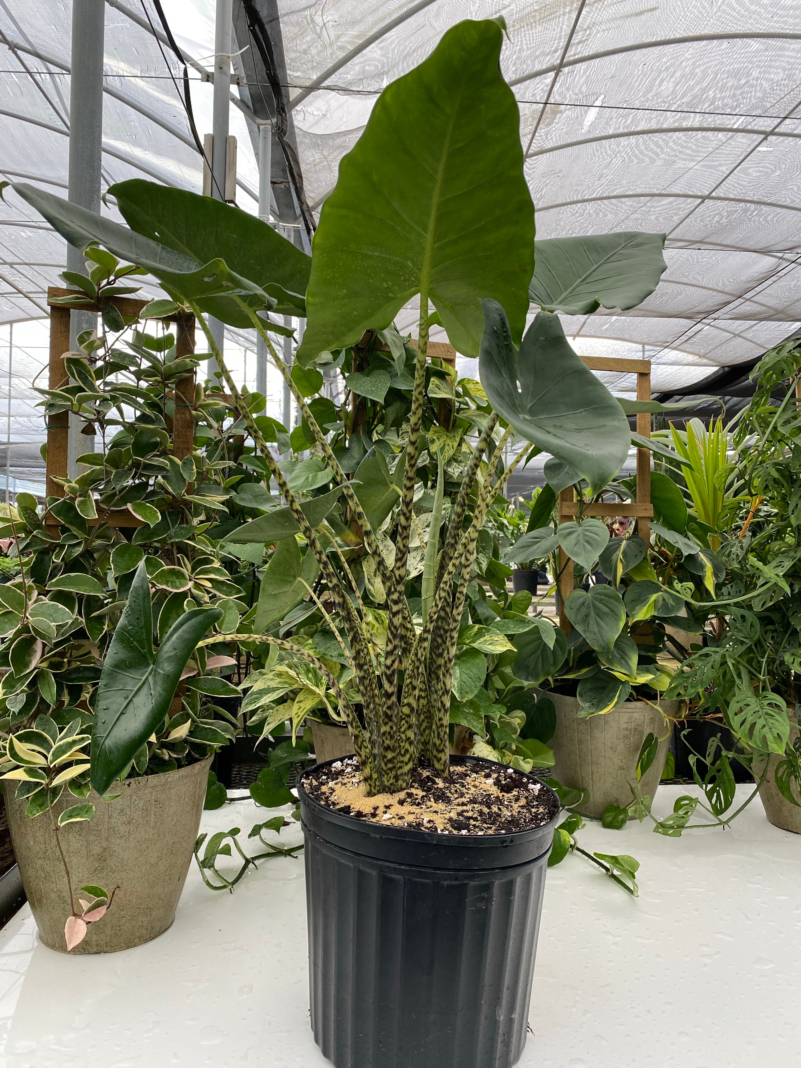 Alocasia Zebrina, Live Tropical Plant