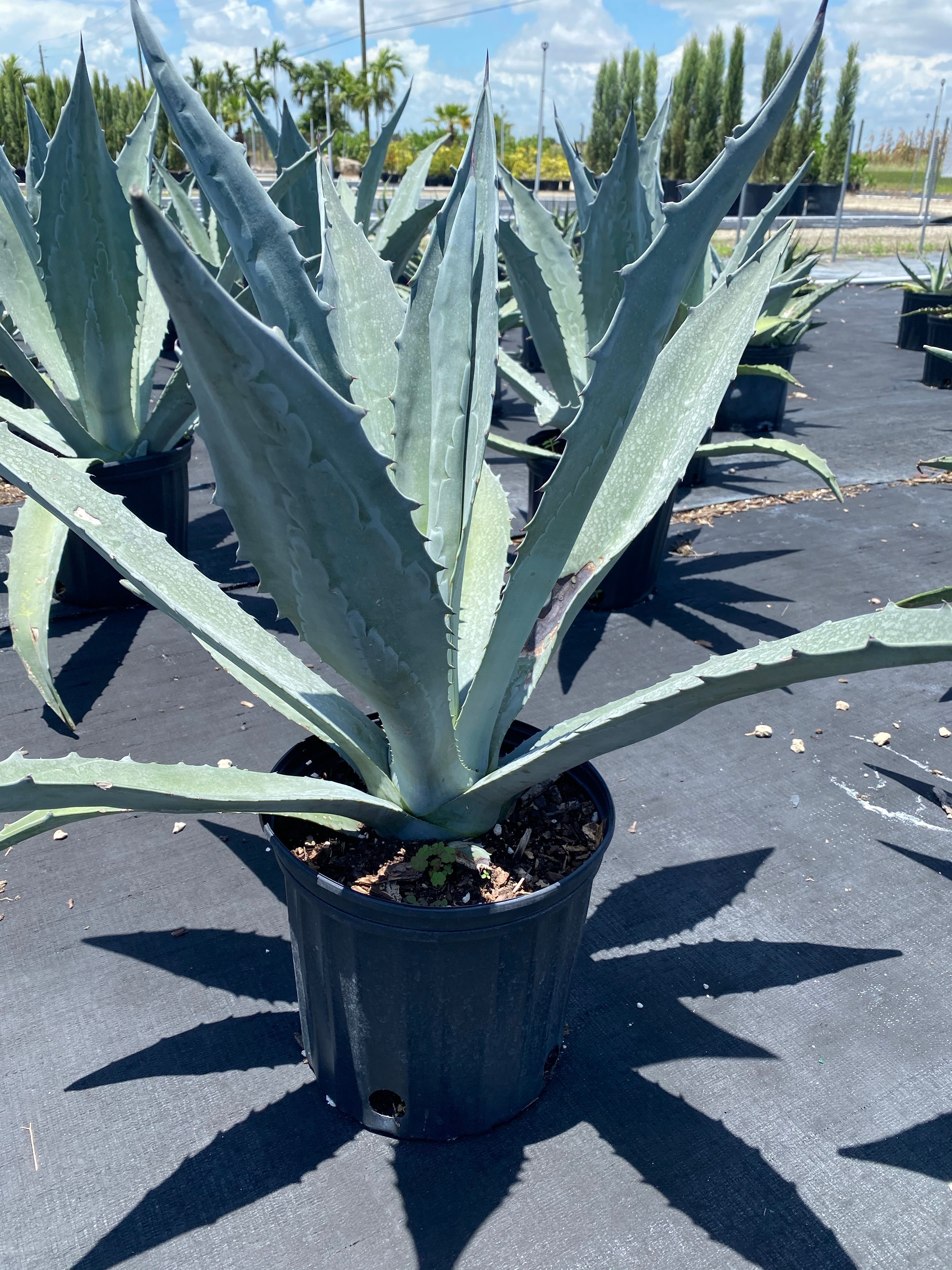 outside view of Super Blue Agave Americana, Century Plant in a pot