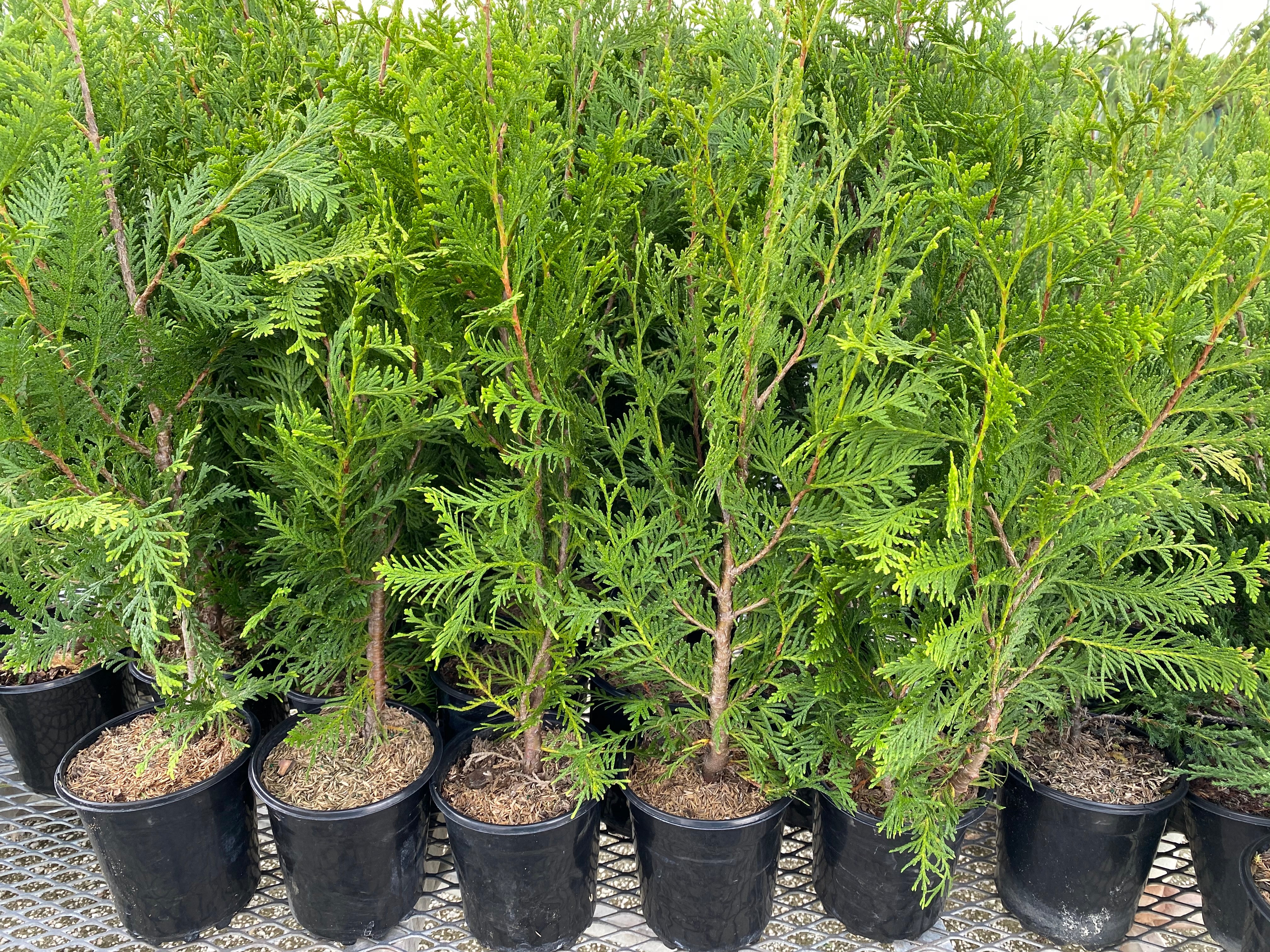 Thuja Green outlets Giant Arborvitae 3 Inch Pot, Lot of 20